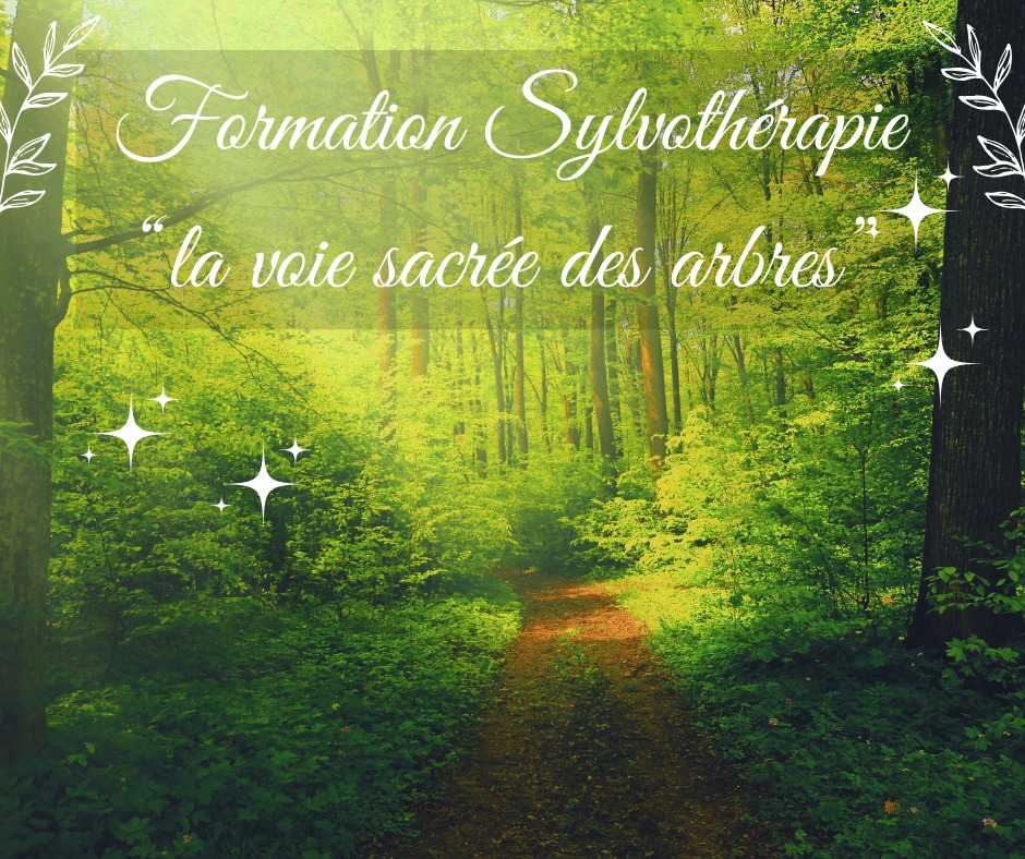 Formation en Sylvothérapie – La voie sacrée des arbres